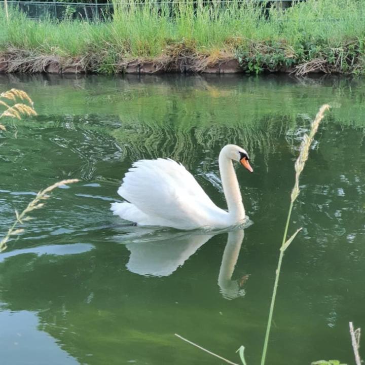 De Vliegende Vlinder Bed & Breakfast Nederweert Bagian luar foto